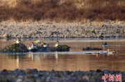 梦见小鸡歙县完成安徽首个县域生物多样性调查 共记录物种近4千种